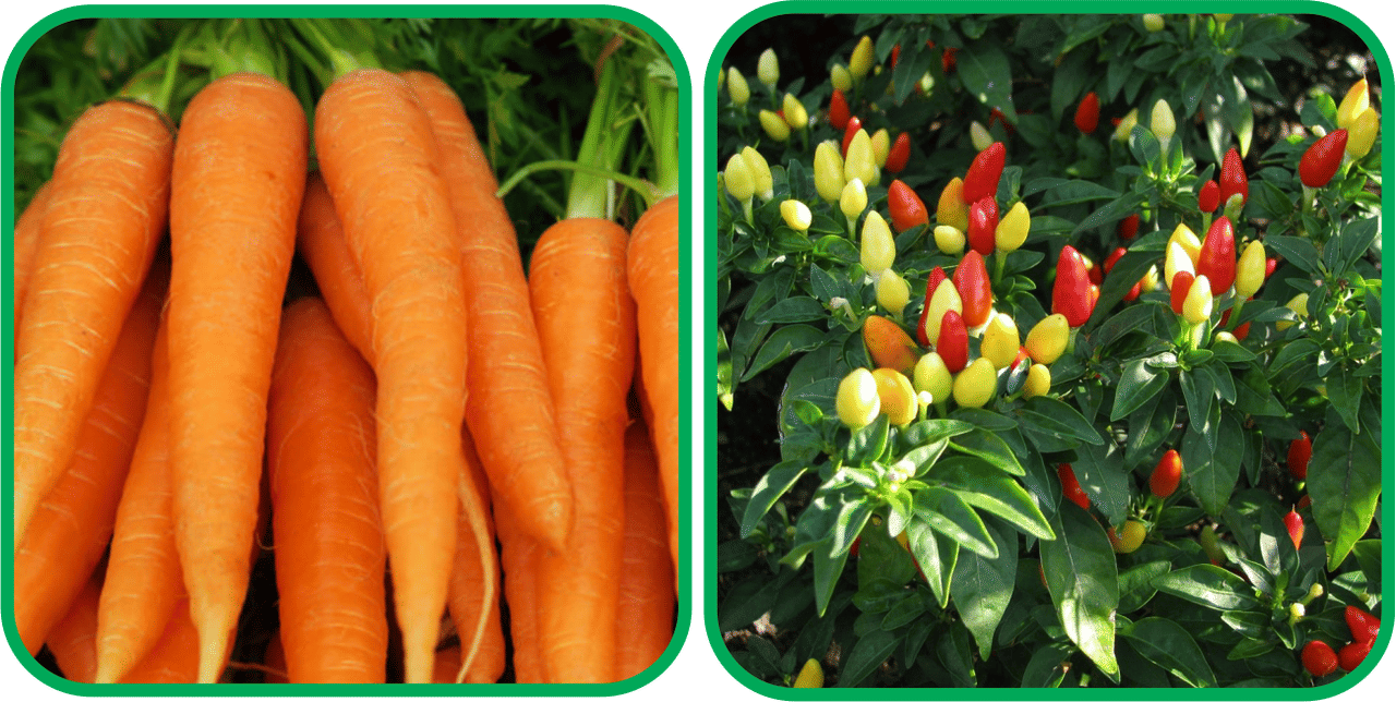 Aero Seeds Ornamental Chilli ( 30 Seeds) And English Carrot ( 100 Seeds) Vegetable Seeds Pack Aero Seeds Ornamental Chilli ( 30 Seeds) And English Carrot ( 100 Seeds) Vegetable Seeds Pack