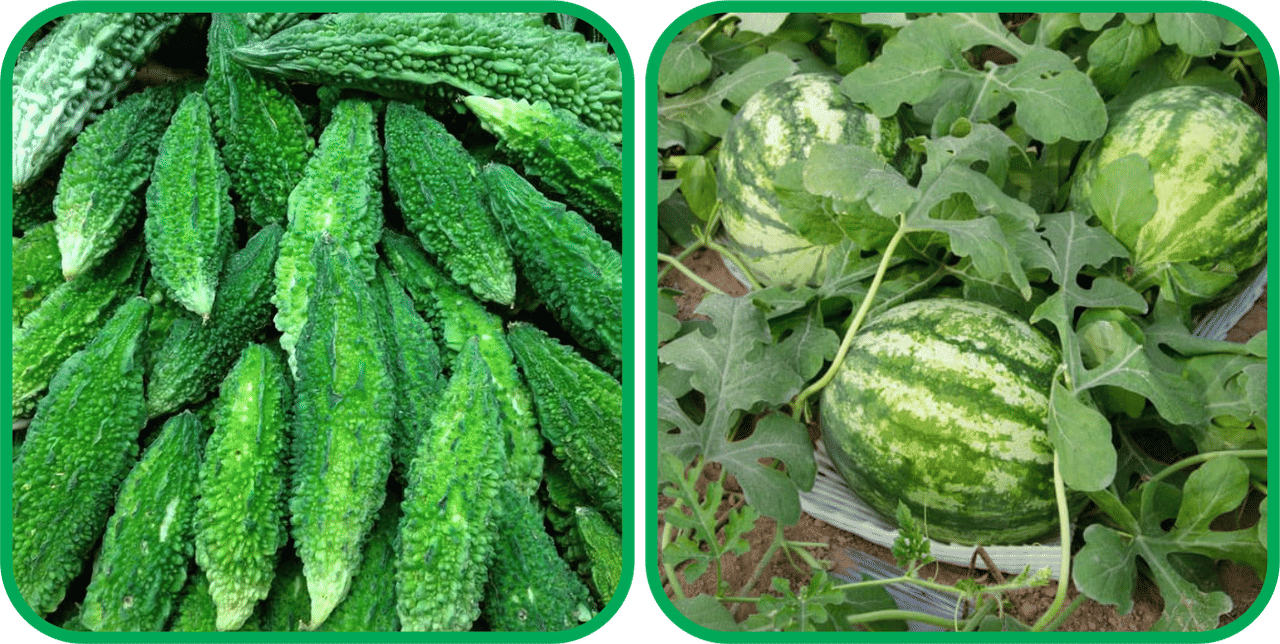 Aero Seeds Watermelon ( 30 Seeds) And Bitter Gourd ( 30 Seeds) Vegetable Seeds Pack Aero Seeds Watermelon ( 30 Seeds) And Bitter Gourd ( 30 Seeds) Vegetable Seeds Pack