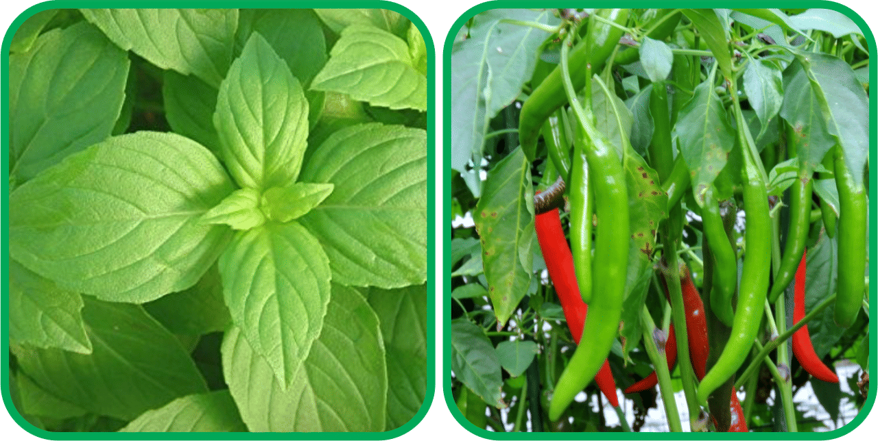     			Aero Seeds Chilli (50 Seeds) And Lemon Basil ( 100 Seeds) Vegetable Seeds Pack