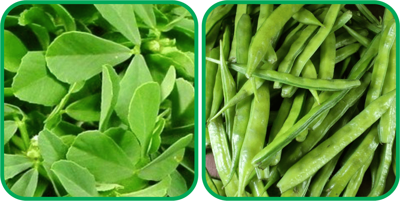 Aero Seeds Cluster Beans ( 50 Seeds) And Fenugreek (200 Seeds) Vegetable Seeds Pack Aero Seeds Cluster Beans ( 50 Seeds) And Fenugreek (200 Seeds) Vegetable Seeds Pack