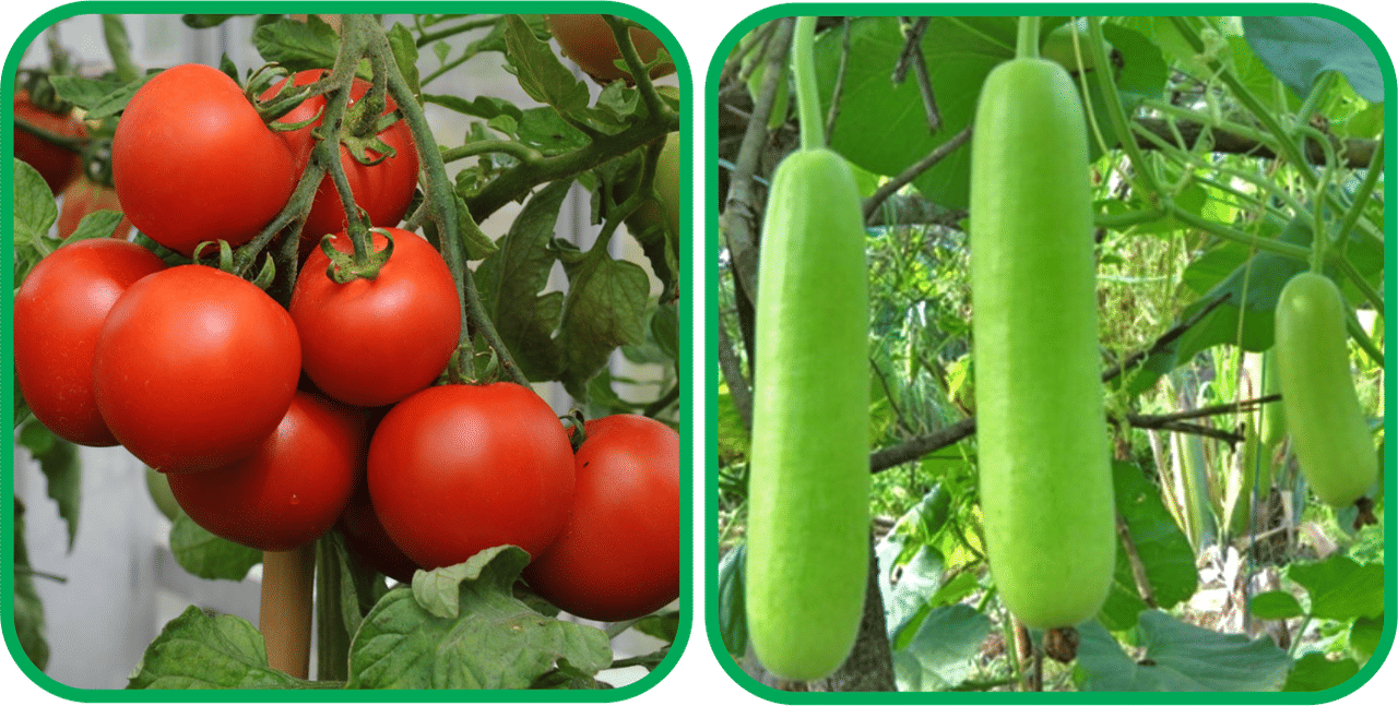 Aero Seeds Bottle Gourd Long ( 30 Seeds) And Tomato ( 50 Seeds) Vegetable Seeds Pack Aero Seeds Bottle Gourd Long ( 30 Seeds) And Tomato ( 50 Seeds) Vegetable Seeds Pack