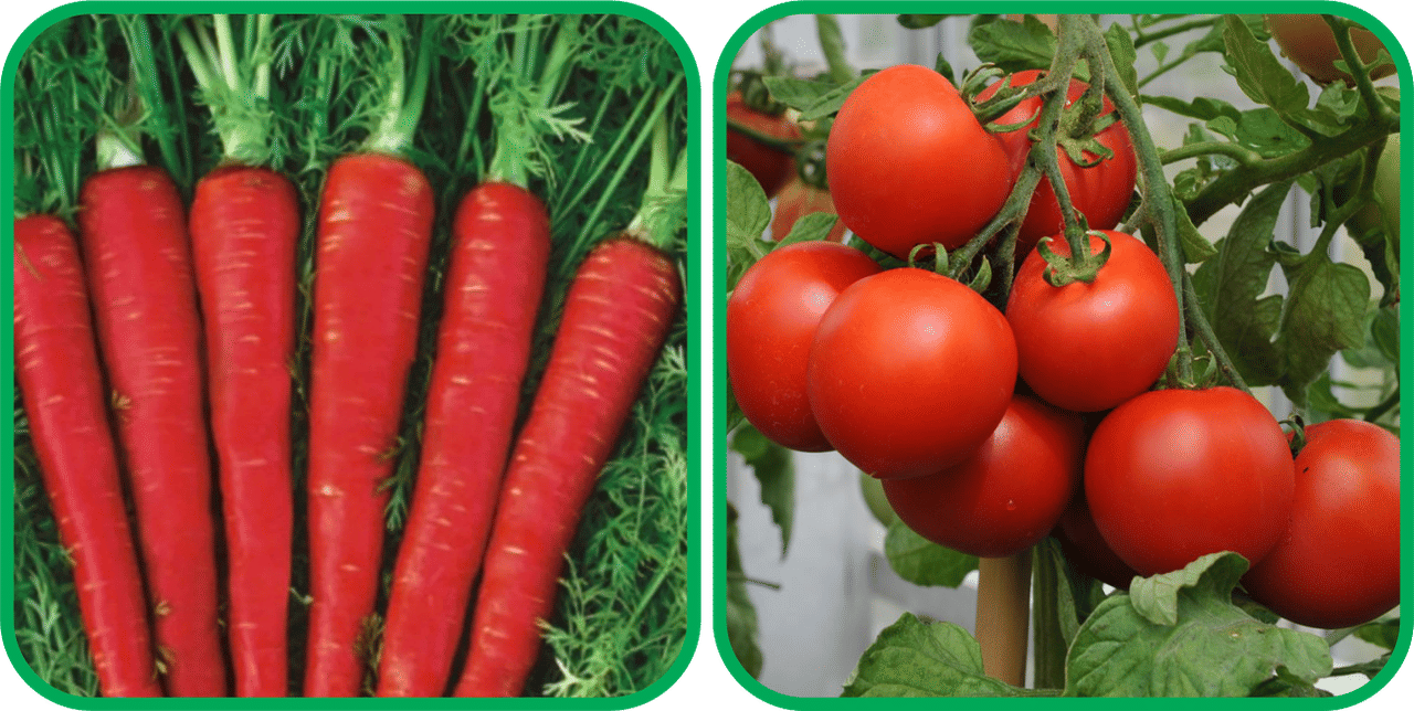Aero Seeds Tomato ( 50 Seeds) And Red Carrot ( 200 Seeds) Vegetable Seeds Pack Aero Seeds Tomato ( 50 Seeds) And Red Carrot ( 200 Seeds) Vegetable Seeds Pack