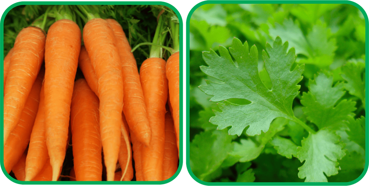 Aero Seeds Parsley ( 100 Seeds) And English Carrot ( 100 Seeds) Vegetable Seeds Pack Aero Seeds Parsley ( 100 Seeds) And English Carrot ( 100 Seeds) Vegetable Seeds Pack