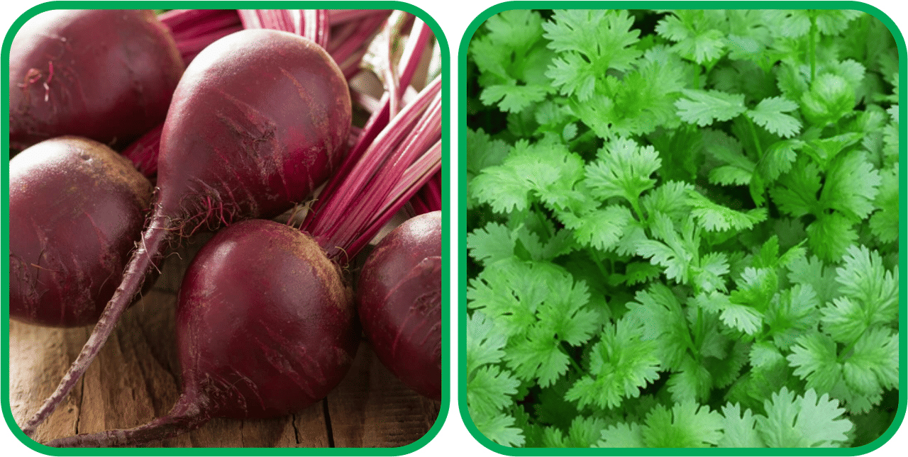     			Aero Seeds Coriander (200 Seeds) And Beetroot ( 100 Seeds) Vegetable Seeds Pack