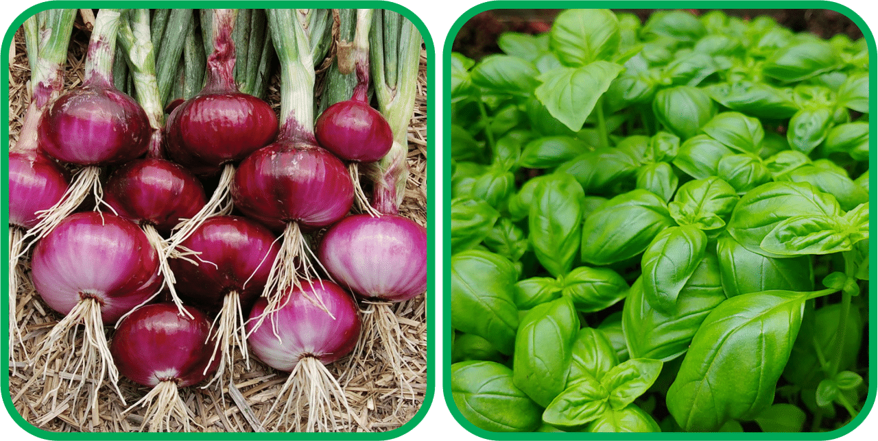 Aero Seeds Basil Green ( 100 Seeds) And Red Onion ( 200 Seeds) Vegetable Seeds Pack Aero Seeds Basil Green ( 100 Seeds) And Red Onion ( 200 Seeds) Vegetable Seeds Pack