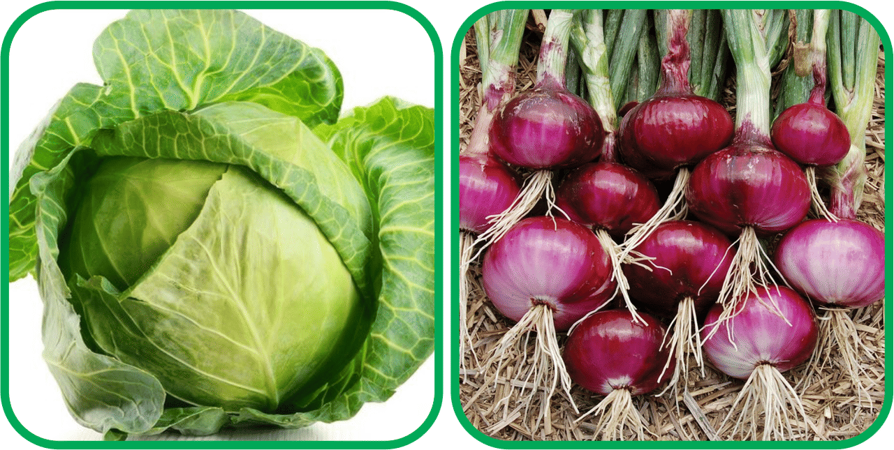     			Aero Seeds Red Onion ( 200 Seeds) And Cabbage ( 50 Seeds) Vegetable Seeds Pack