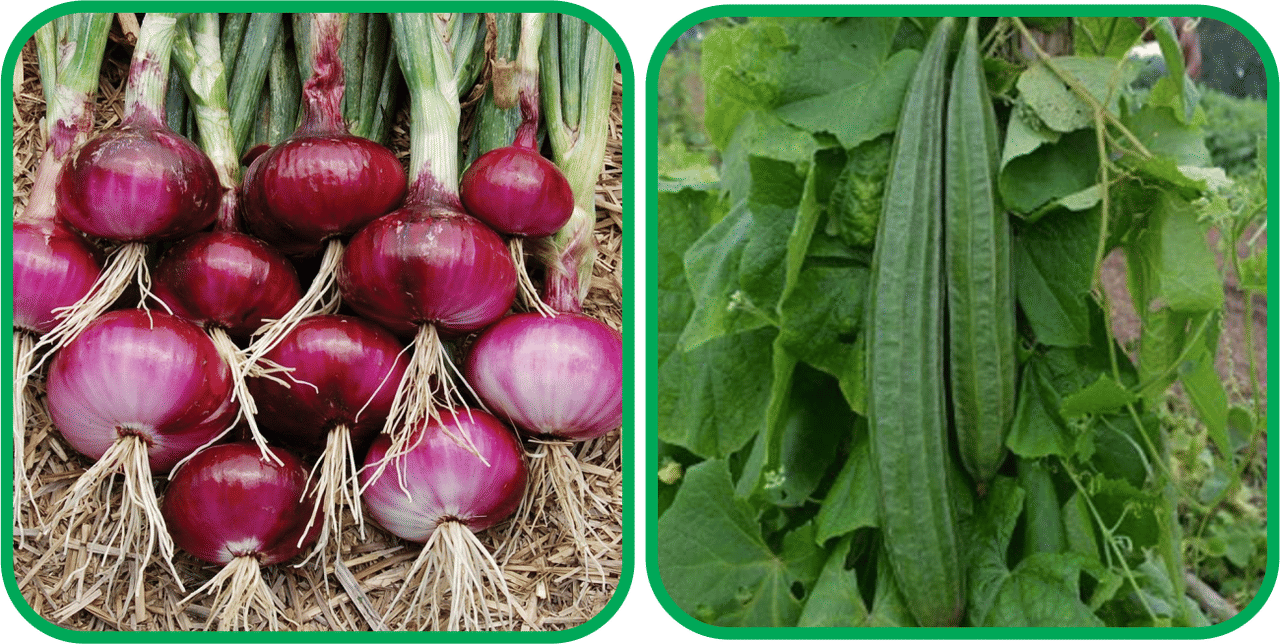 Aero Seeds Ridge Gourd (30 Seeds) And Red Onion ( 200 Seeds) Vegetable Seeds Pack     			Aero Seeds Ridge Gourd (30 Seeds) And Red Onion ( 200 Seeds) Vegetable Seeds Pack