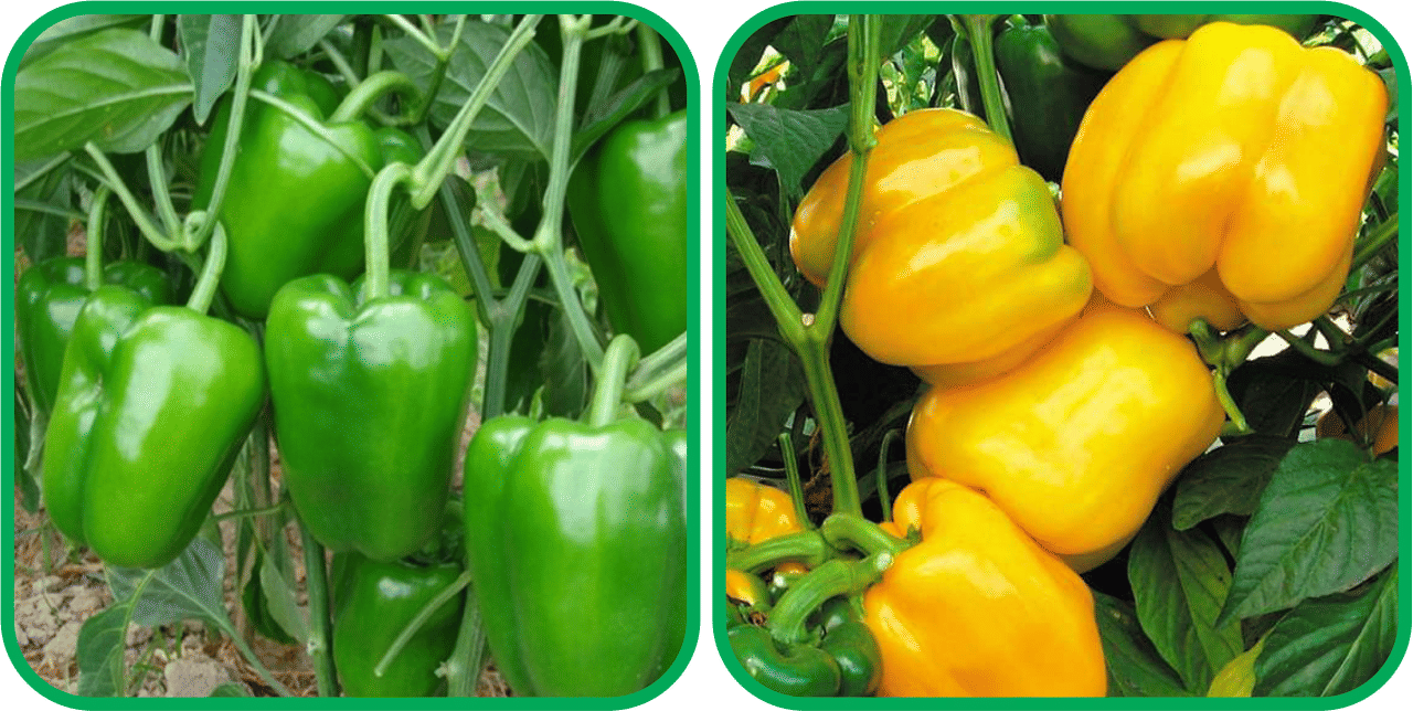     			Aero Seeds Capsicum Yellow ( 30 Seeds) And Capsicum ( 30 Seeds) Vegetable Seeds Pack