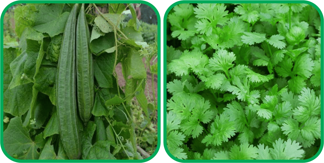     			Aero Seeds Coriander (200 Seeds) And Ridge Gourd (30 Seeds) Vegetable Seeds Pack