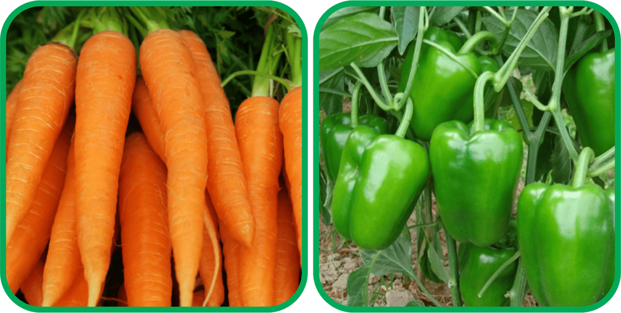 Aero Seeds Capsicum ( 30 Seeds) And English Carrot ( 100 Seeds) Vegetable Seeds Pack Aero Seeds Capsicum ( 30 Seeds) And English Carrot ( 100 Seeds) Vegetable Seeds Pack