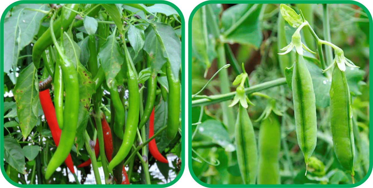     			Aero Seeds Peas ( 30 Seeds) And Chilli (50 Seeds) Vegetable Seeds Pack