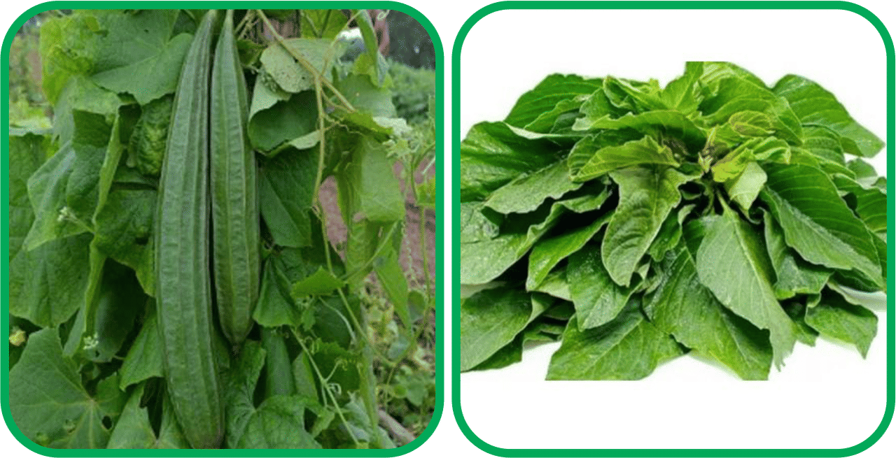     			Aero Seeds Green Amaranth ( 200 Seeds) And Ridge Gourd (30 Seeds) Vegetable Seeds Pack
