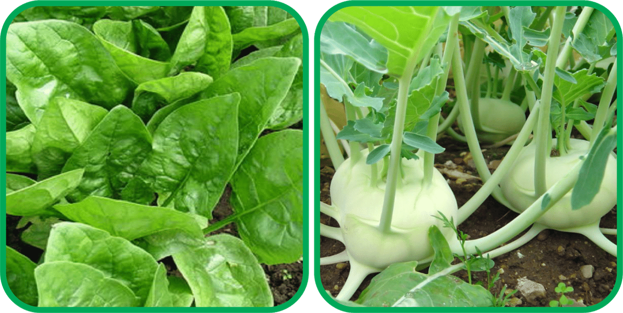 Aero Seeds Knol Khol ( 50 Seeds) And Spinach (200 Seeds) Vegetable Seeds Pack Aero Seeds Knol Khol ( 50 Seeds) And Spinach (200 Seeds) Vegetable Seeds Pack