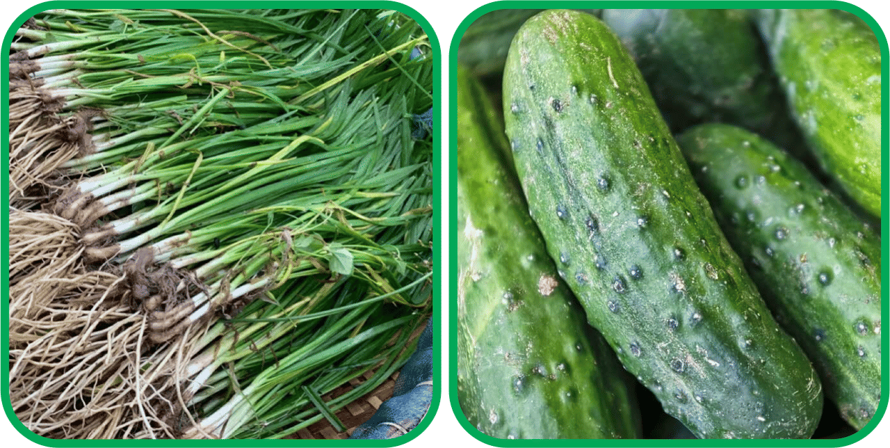 Aero Seeds Cucumber ( 30 Seeds) And Garlic Chives ( 50 Seeds) Vegetable Seeds Pack Aero Seeds Cucumber ( 30 Seeds) And Garlic Chives ( 50 Seeds) Vegetable Seeds Pack