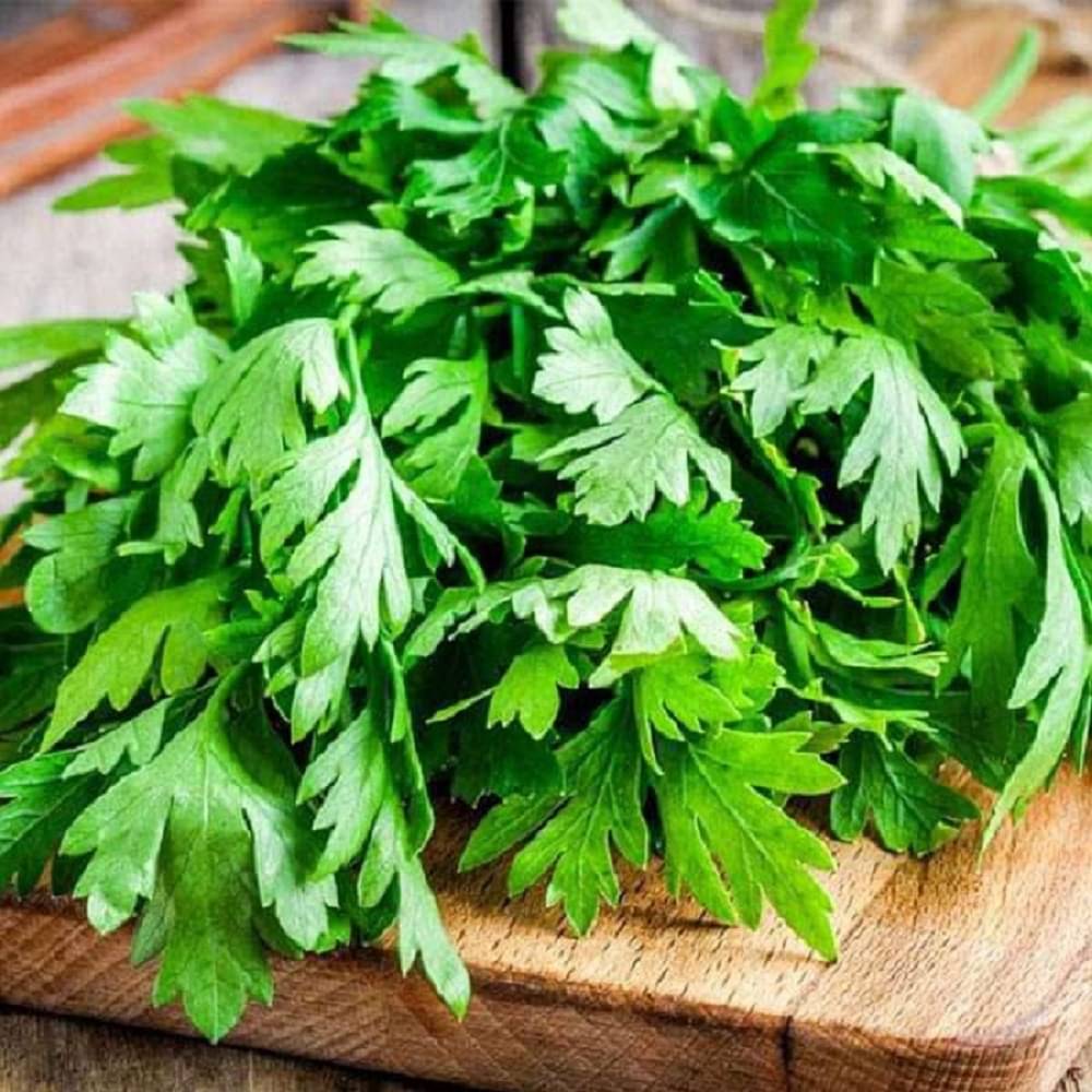     			Jignisha Seeds Hybrid Dhania Vegetable ( 100 Seeds )