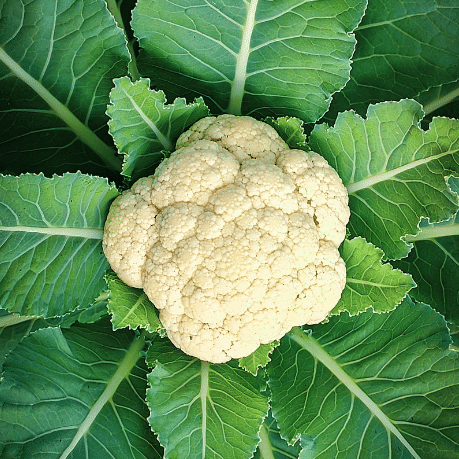     			Jignisha Seeds Hybrid Full / Fool Gobi Vegetable ( 100 Seeds )
