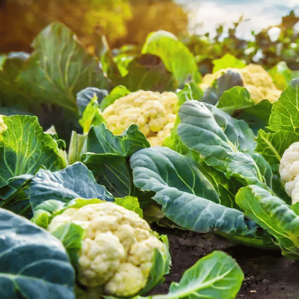 Jignisha Seeds Hybrid Full / Fool Gobi Vegetable ( 50 Seeds ) Jignisha Seeds Hybrid Full / Fool Gobi Vegetable ( 50 Seeds )