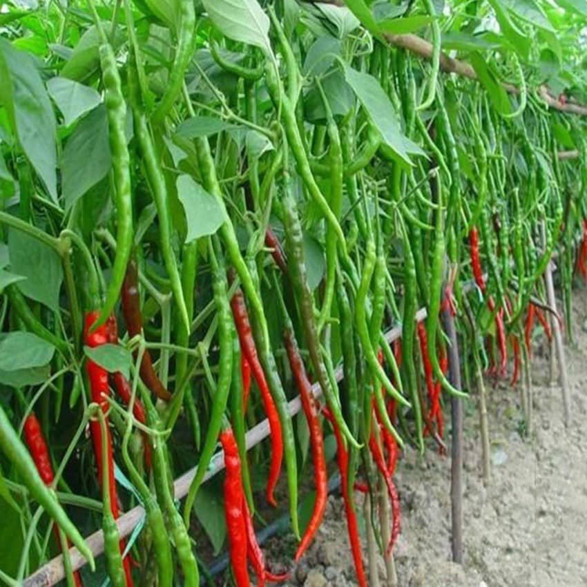 Jignisha Seeds Hybrid Green Chilli Vegetable ( 50 Seeds )