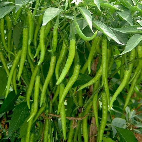 Jignisha Seeds Hybrid Green Chilli Vegetable ( 50 Seeds ) Jignisha Seeds Hybrid Green Chilli Vegetable ( 50 Seeds )