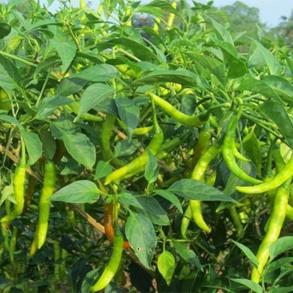     			Jignisha Seeds Hybrid Green Chilli Vegetable ( 50 Seeds )