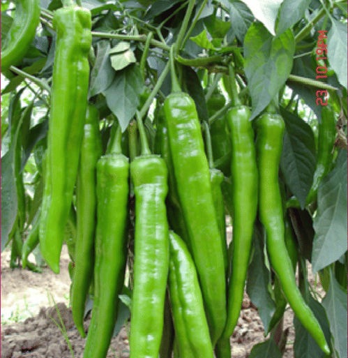 Jignisha Seeds Hybrid Green Chilli Vegetable ( 50 Seeds ) Jignisha Seeds Hybrid Green Chilli Vegetable ( 50 Seeds )