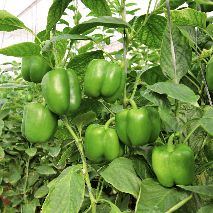 Jignisha Seeds Hybrid Green Chilli Vegetable ( 50 Seeds ) Jignisha Seeds Hybrid Green Chilli Vegetable ( 50 Seeds )