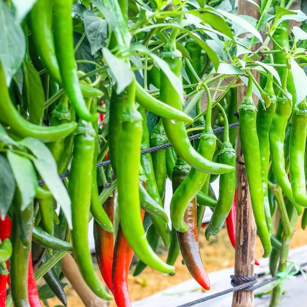 Jignisha Seeds Hybrid Green Chilli Vegetable ( 50 Seeds ) Jignisha Seeds Hybrid Green Chilli Vegetable ( 50 Seeds )