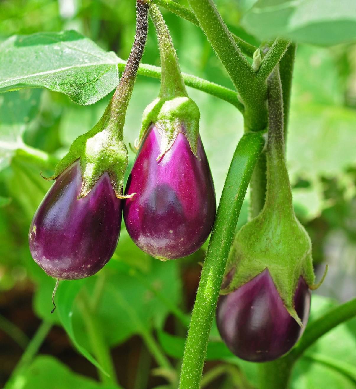 Jignisha Seeds Organic Aubergine Vegetable ( 50 Seeds ) Jignisha Seeds Organic Aubergine Vegetable ( 50 Seeds )