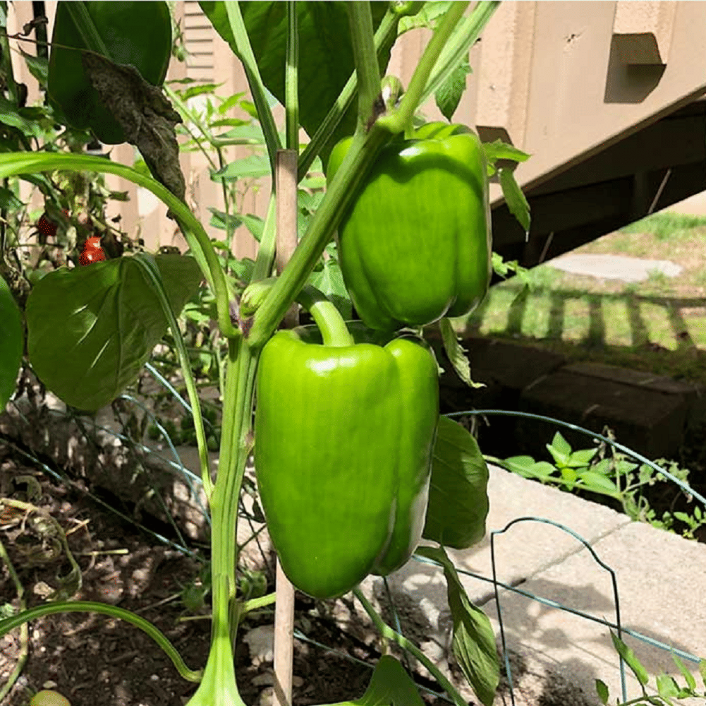     			Jignisha Seeds Hybrid Green Chilli Vegetable ( 50 Seeds )