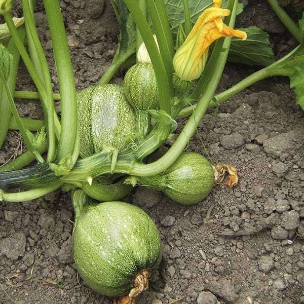 LiveNature Summer Squash / Indian Pumpkin / Chappan Kaddu Seeds | Vegetable Plant Seeds for Home Garden & Terrace – Pack of 100 Seeds