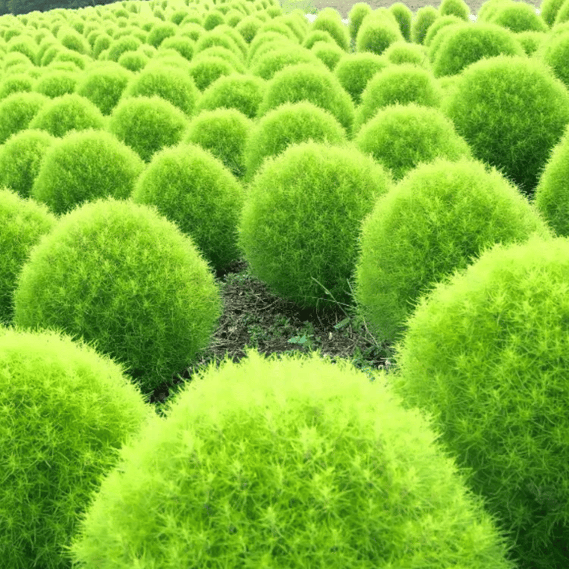 PARTHVA SEEDS Kochia Flower ( 100 Seeds ) PARTHVA SEEDS Kochia Flower ( 100 Seeds )