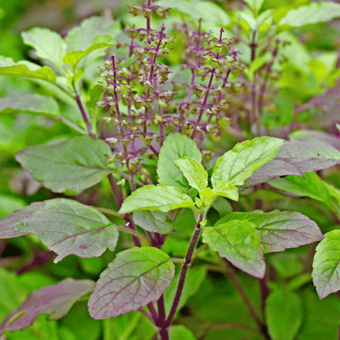     			PARTHVA SEEDS Tulsi Flower ( 100 Seeds )