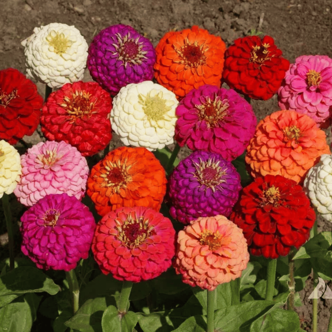     			PARTHVA SEEDS Zinnia Mixed Flower ( 20 Seeds )
