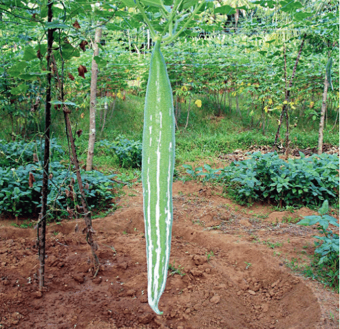LiveNature Snake Gourd / Chichinda Seeds | Vegetable Seeds | Desi Seeds | Home Garden & Terrace – Pack of 30 Seeds LiveNature Snake Gourd / Chichinda Seeds | Vegetable Seeds | Desi Seeds | Home Garden & Terrace – Pack of 30 Seeds