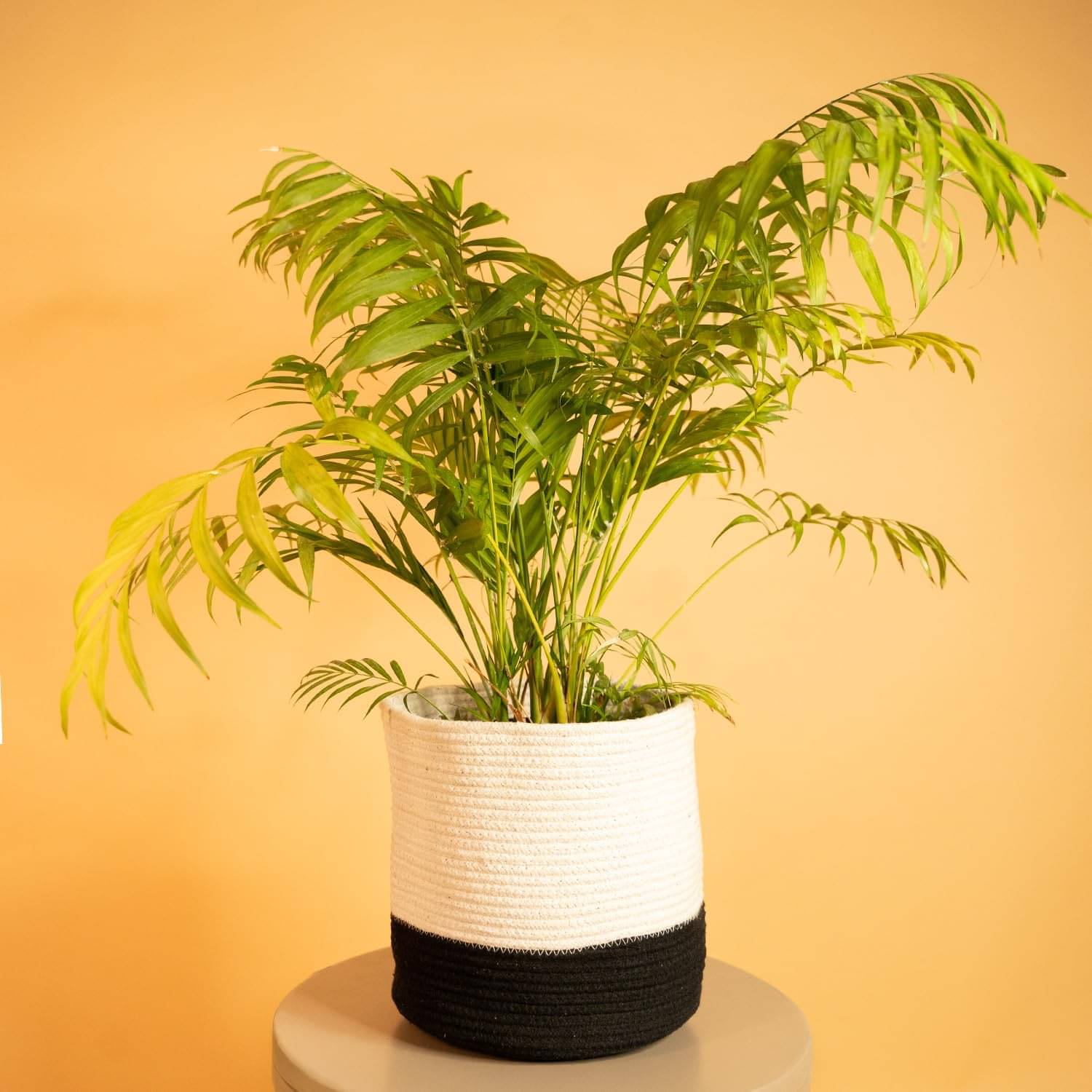     			PrettyKrafts Black Fabric Flower Pot ( Pack of 1 )