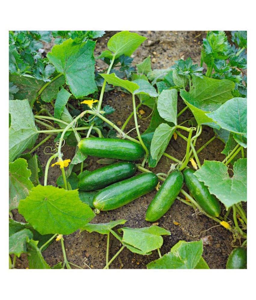     			Vedhahi Organic Cucumber Vegetable ( 20 Seeds )