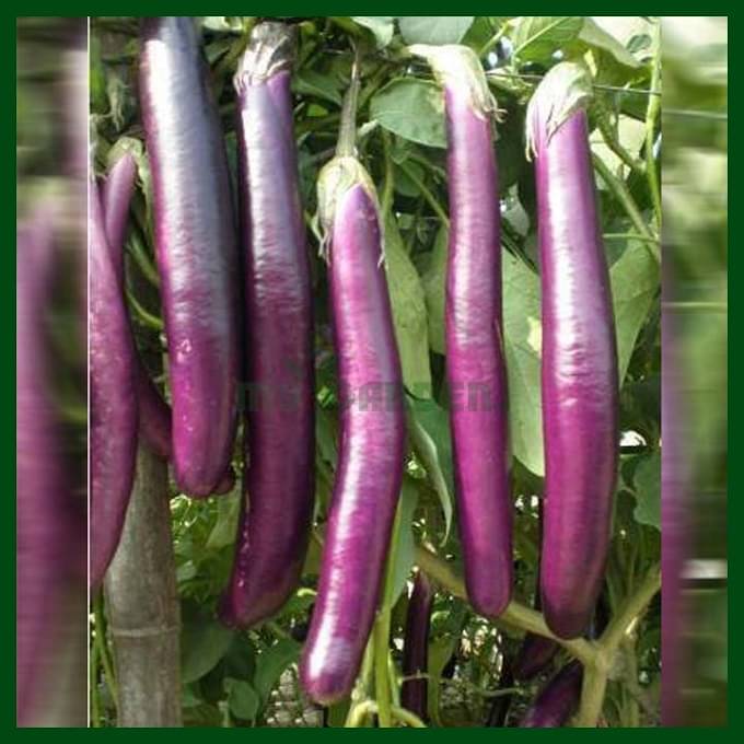     			Vedhahi Purple Long Brinjal Vegetable ( 20 Seeds )