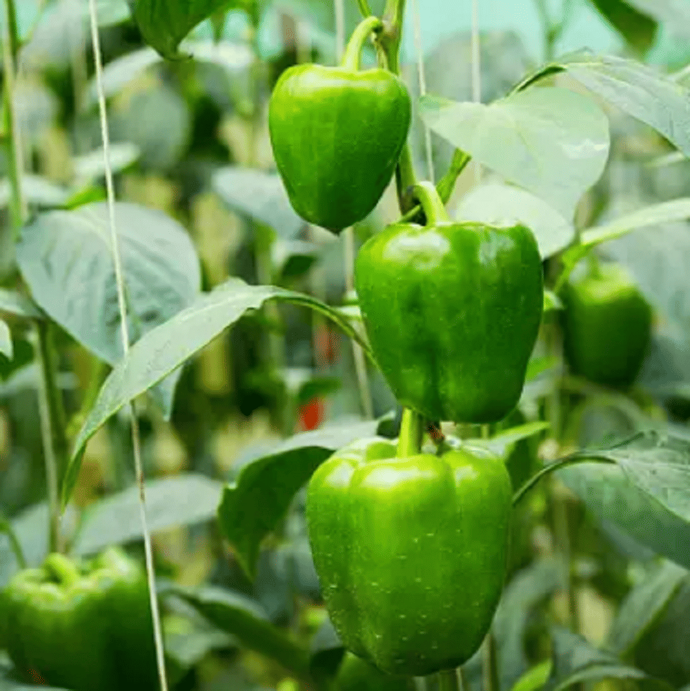 Jignisha Seeds Capsicum Vegetable ( 50 Seeds ) Jignisha Seeds Capsicum Vegetable ( 50 Seeds )