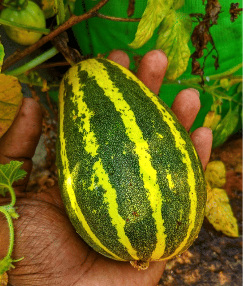 Jignisha Seeds Cucumber Vegetable ( 30 Seeds ) Jignisha Seeds Cucumber Vegetable ( 30 Seeds )