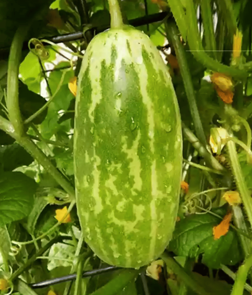     			Jignisha Seeds Hybrid Cucumber Vegetable ( 30 Seeds )