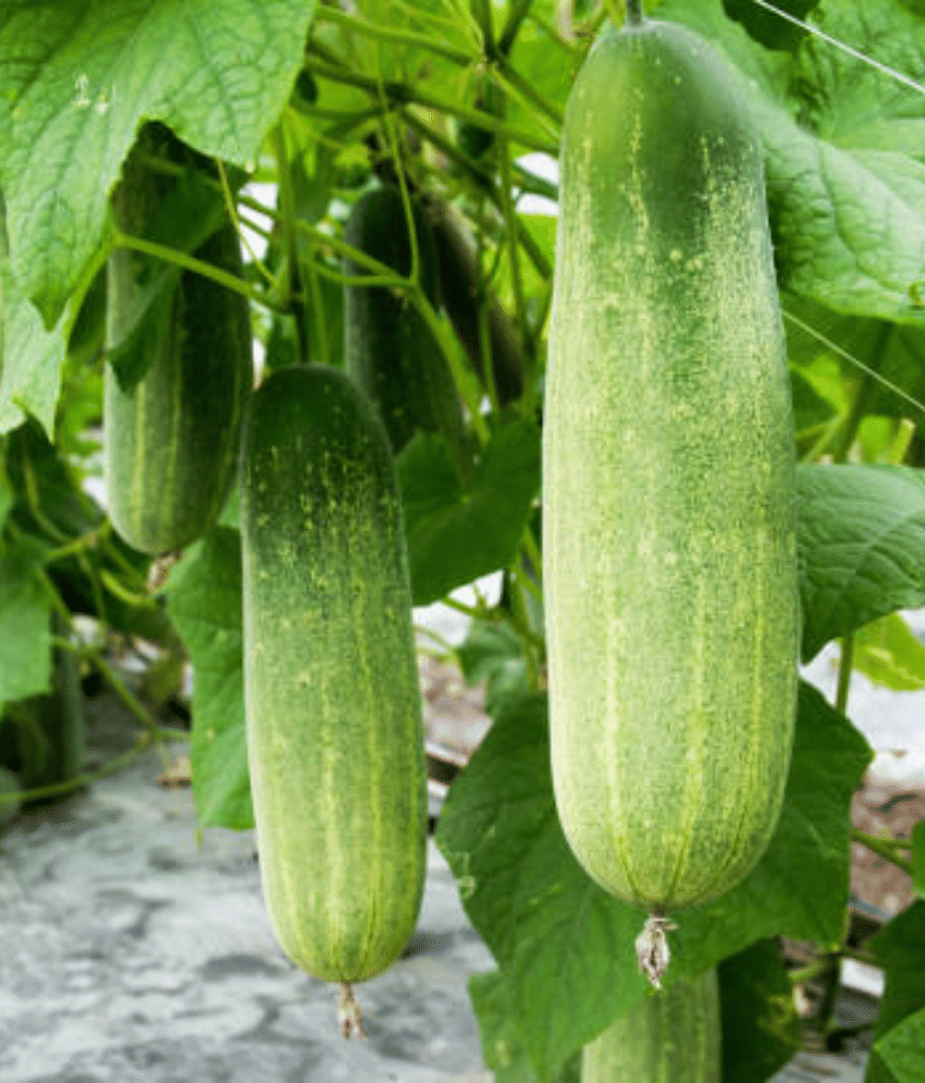 Jignisha Seeds Hybrid Cucumber Vegetable ( 50 Seeds ) Jignisha Seeds Hybrid Cucumber Vegetable ( 50 Seeds )