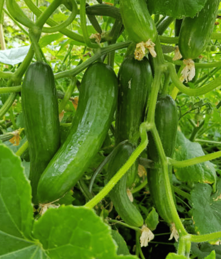     			Jignisha Seeds Hybrid Cucumber Vegetable ( 50 Seeds )