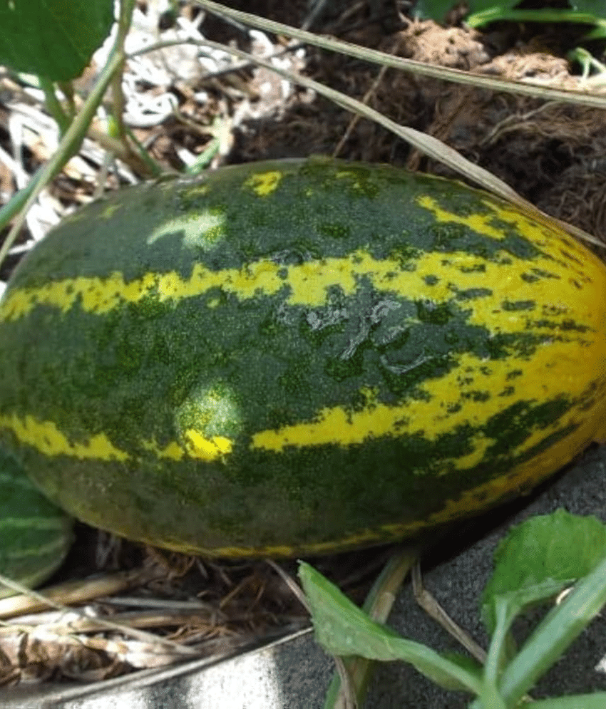 Jignisha Seeds Organic Cucumber Vegetable ( 30 Seeds ) Jignisha Seeds Organic Cucumber Vegetable ( 30 Seeds )