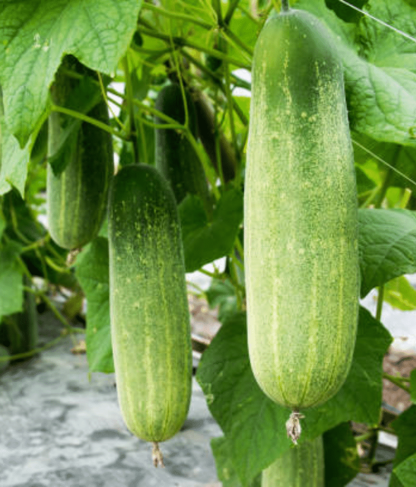 Jignisha Seeds Organic Cucumber Vegetable ( 50 Seeds )     			Jignisha Seeds Organic Cucumber Vegetable ( 50 Seeds )
