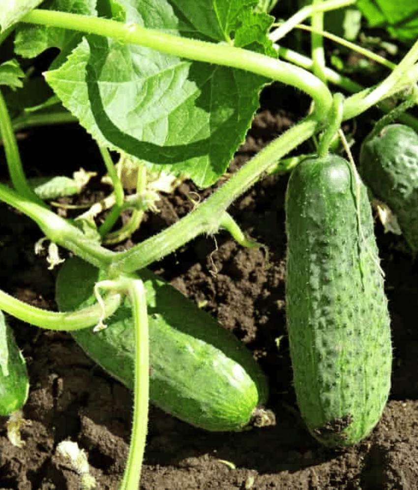 Jignisha Seeds Organic Cucumber Vegetable ( 50 Seeds ) Jignisha Seeds Organic Cucumber Vegetable ( 50 Seeds )