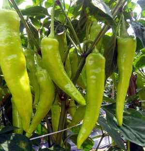 Jignisha Seeds Organic Green Chilli Vegetable ( 50 Seeds )     			Jignisha Seeds Organic Green Chilli Vegetable ( 50 Seeds )