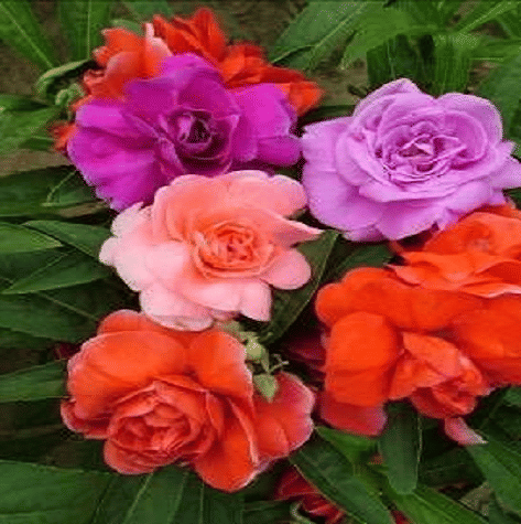     			Vedhahi Balsam Mixed Flower ( 20 Seeds )