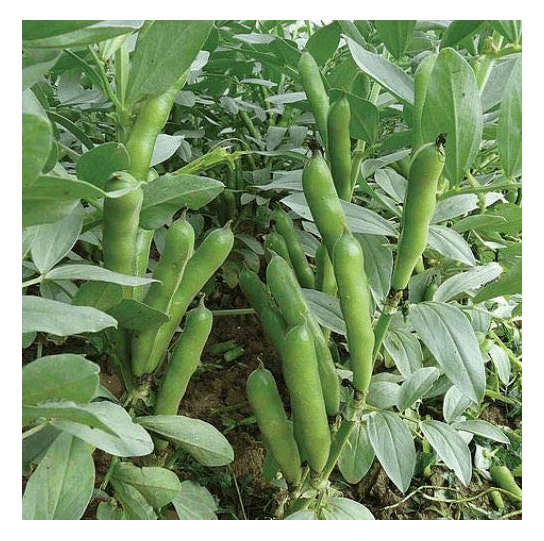     			Vedhahi Bean Vegetable ( 10 Seeds )