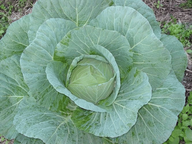     			Vedhahi Cabbage Vegetable ( 20 Seeds )