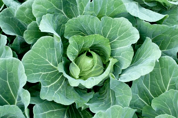     			Vedhahi Cabbage Vegetable ( 40 Seeds )